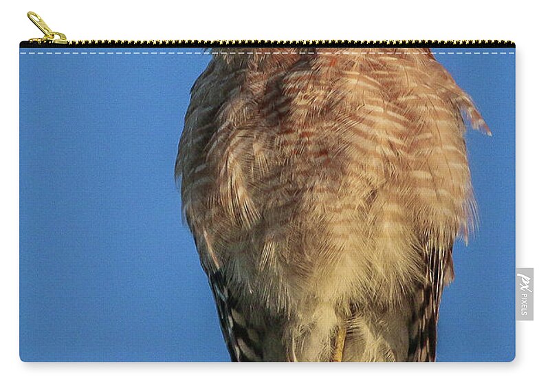 Hawk Zip Pouch featuring the photograph Hawk at Cypress Creek #2 by Tom Claud