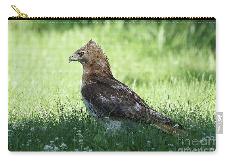 Hawk Zip Pouch featuring the photograph Hawk on the Ground 1 - Tight Grip on Dinner by Robert Alter Reflections of Infinity