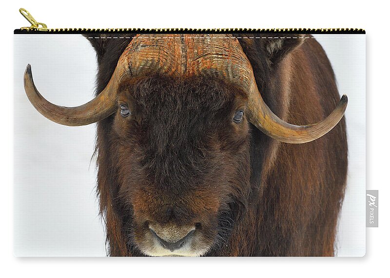 Muskox Zip Pouch featuring the photograph Head Butt by Tony Beck