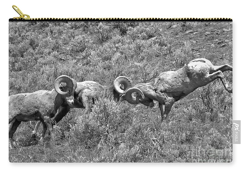 Bighorn Zip Pouch featuring the photograph Head To Head At Yellowstone 2018 Black And White by Adam Jewell