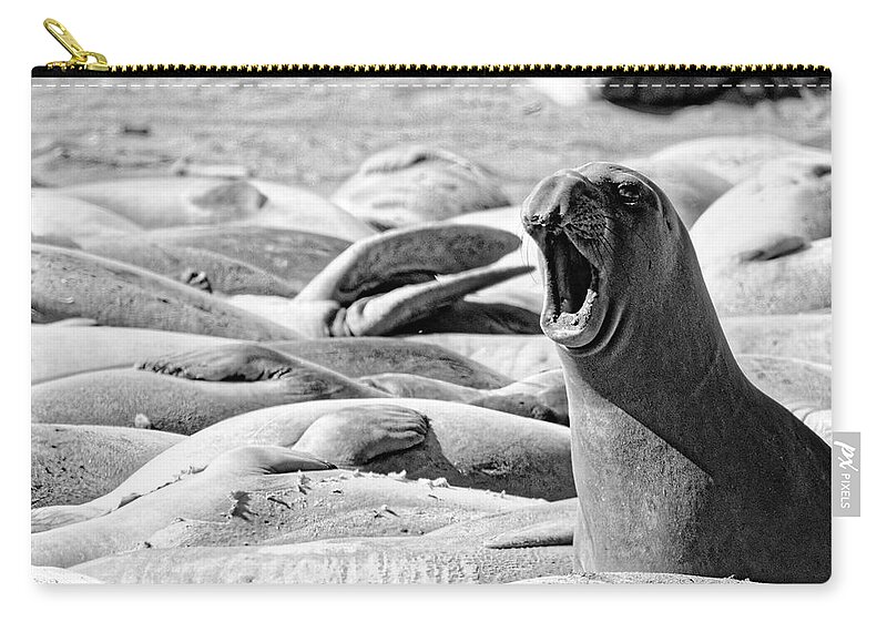 Animals Zip Pouch featuring the photograph Hear Me Roar -- Female Elephant Seal at Piedras Blancas Elephant Seal Rookery, San Simeon, CA by Darin Volpe