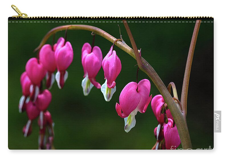 Hearts On A String Zip Pouch featuring the photograph Hearts on a String by Michelle Constantine