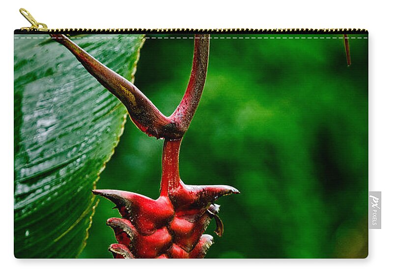 Flower Zip Pouch featuring the photograph Heliconia by Christopher Holmes