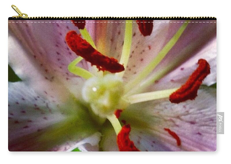 Lily Carry-all Pouch featuring the photograph Here I Am by Denise Railey