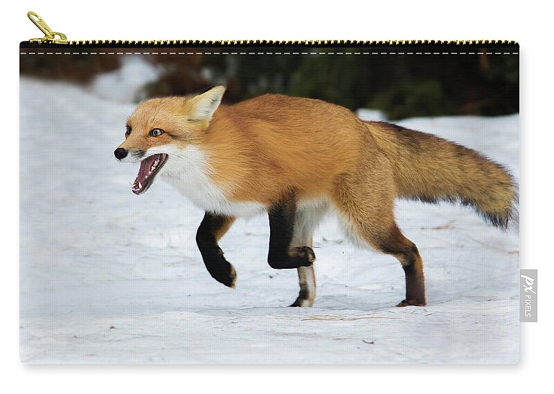 Animal Zip Pouch featuring the photograph High Speed Fox by Mircea Costina Photography
