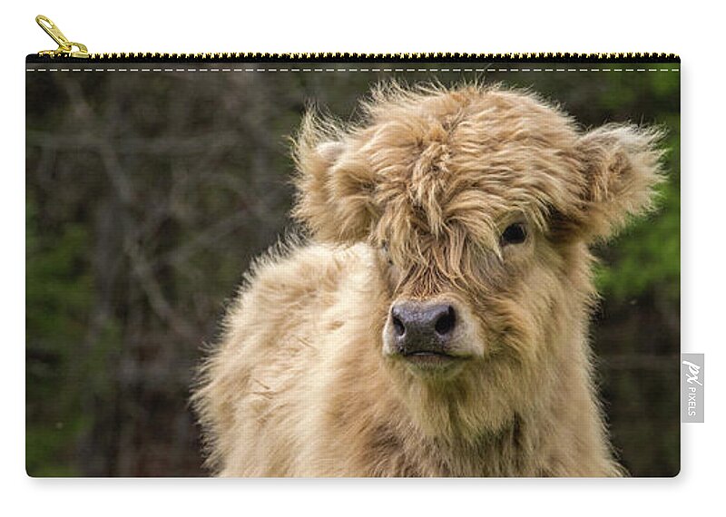 Calf Carry-all Pouch featuring the photograph Highland Calf by Holly Ross