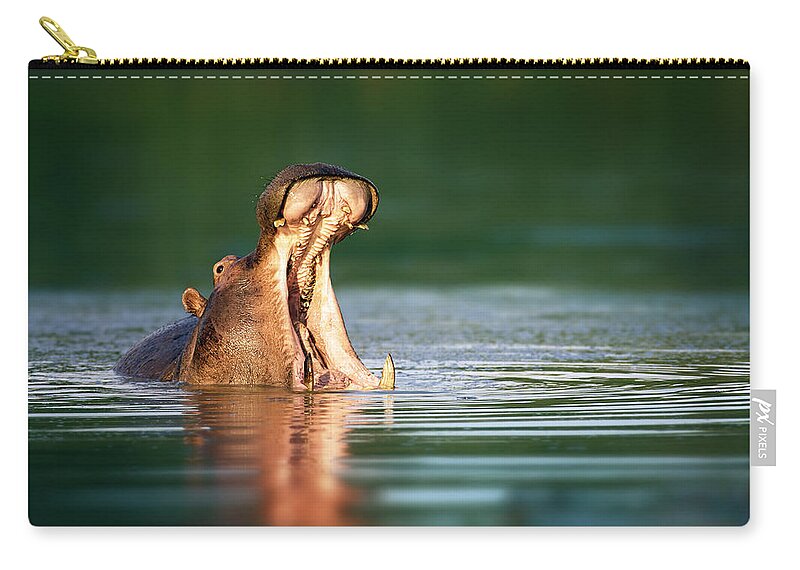South Zip Pouch featuring the photograph Hippopotamus by Johan Swanepoel