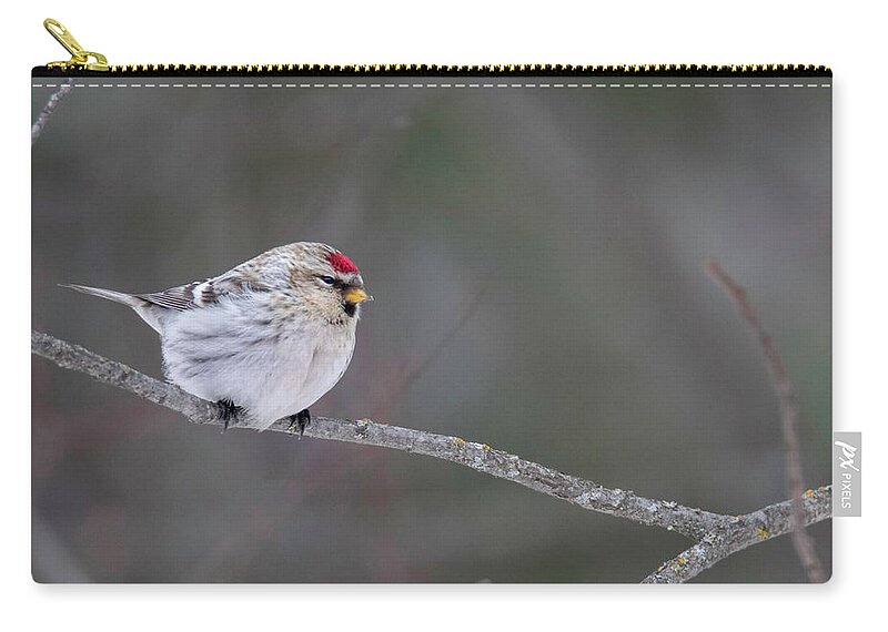 Bird Zip Pouch featuring the photograph Hoary Redpoll by Brook Burling