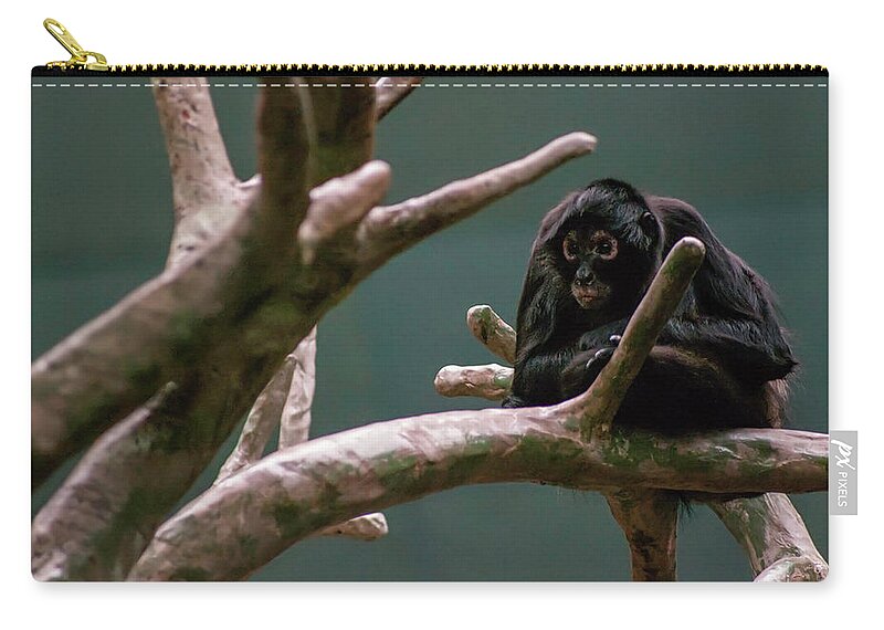Photography Zip Pouch featuring the photograph Home On The Limb by Kathleen Messmer