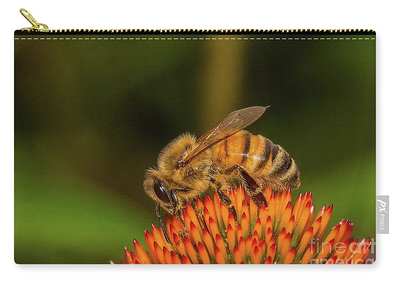 Honey Bee On Flower Zip Pouch featuring the photograph Honey Bee on Flower Three by Randy Steele