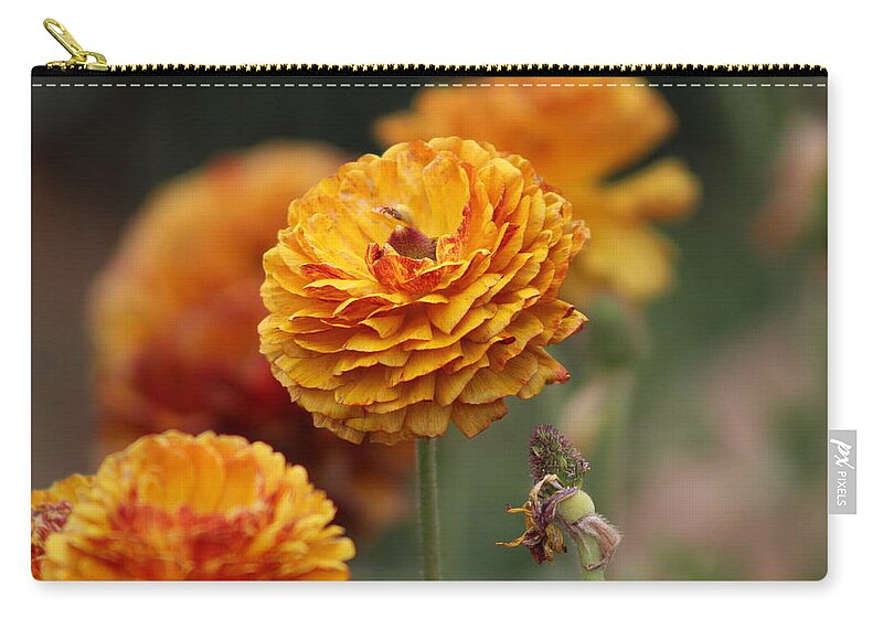 Honey Brown Ranunculus Zip Pouch featuring the photograph Honey Brown and Pumpkin Ranunculus by Colleen Cornelius