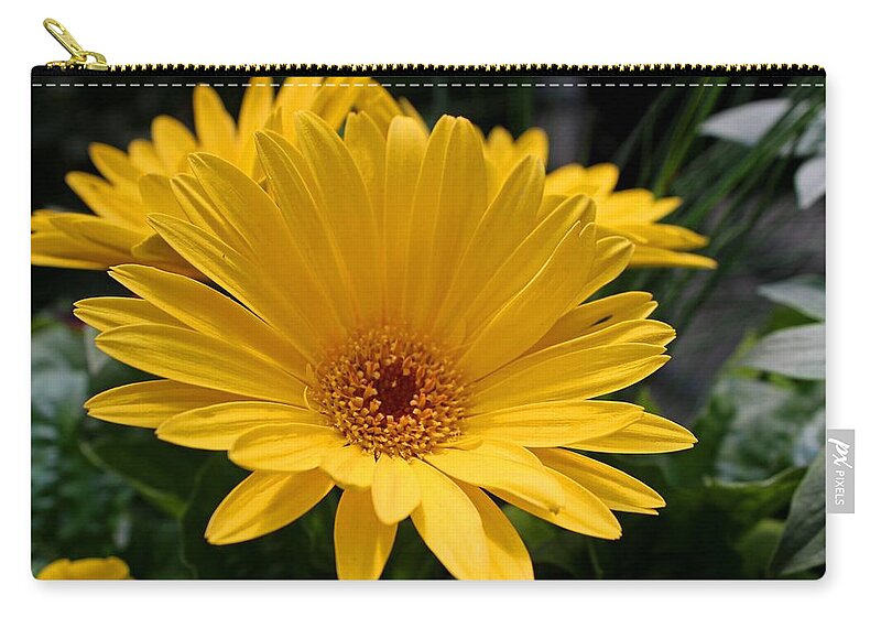 Daisy Zip Pouch featuring the photograph Honey Hypnosis by Michiale Schneider