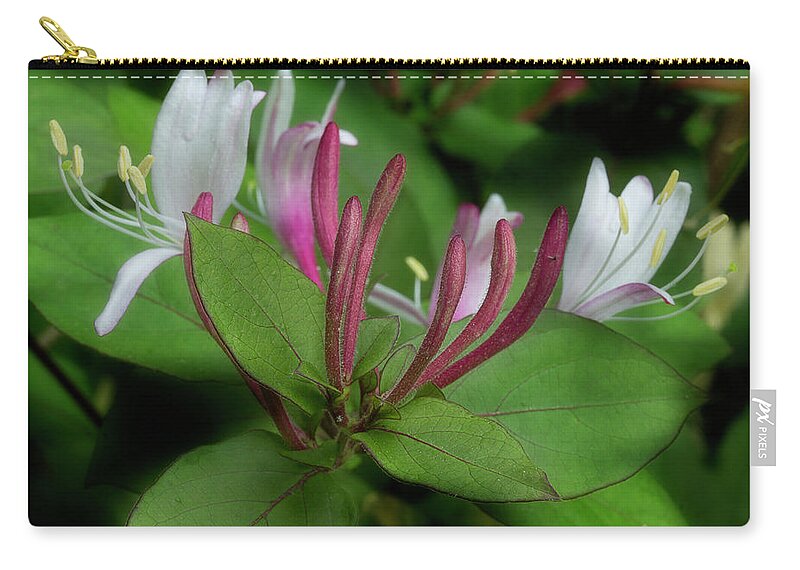 Lonicera Japonica Zip Pouch featuring the photograph Honeysuckle On The Vine 2 by Mike Eingle
