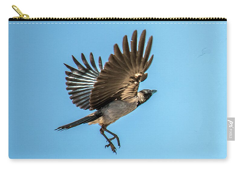 Bird Zip Pouch featuring the photograph Hooded Crow In Flight by William Bitman