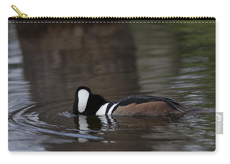 Hooded Zip Pouch featuring the photograph Hooded Merganser preparing to dive by David Watkins