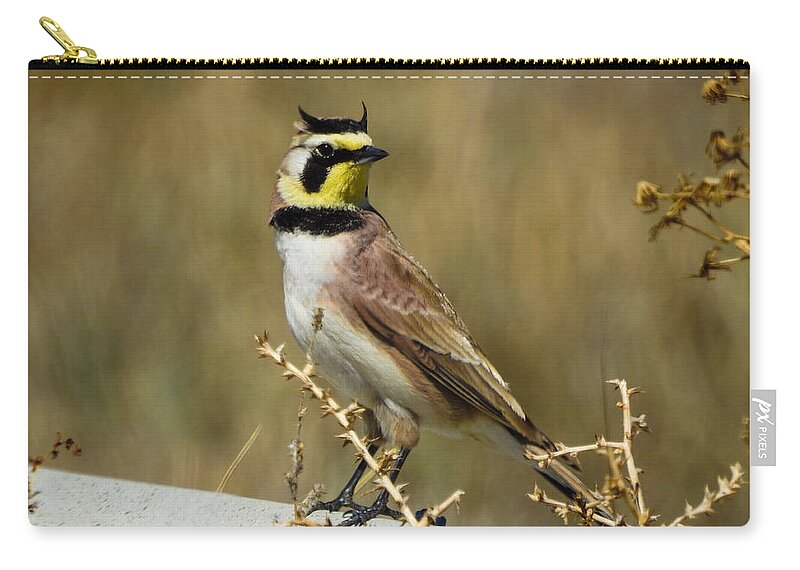 Horned Lark Zip Pouch featuring the photograph Horned Lark by Mindy Musick King
