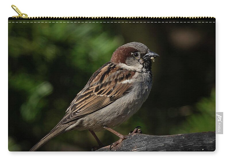 House Sparrow Bird Photograph Zip Pouch featuring the photograph House Sparrow 2 by Kenneth Cole
