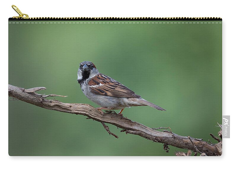 House Sparrow Carry-all Pouch featuring the photograph House Sparrow by Holden The Moment