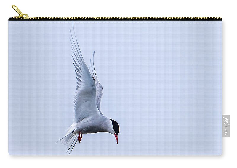 Hovering Arctric Tern Zip Pouch featuring the photograph Hovering Arctic Tern by Torbjorn Swenelius