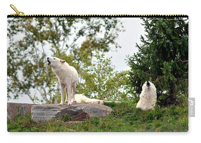 Wild Zip Pouch featuring the photograph Howling Arctic Wolves by Elaine Manley