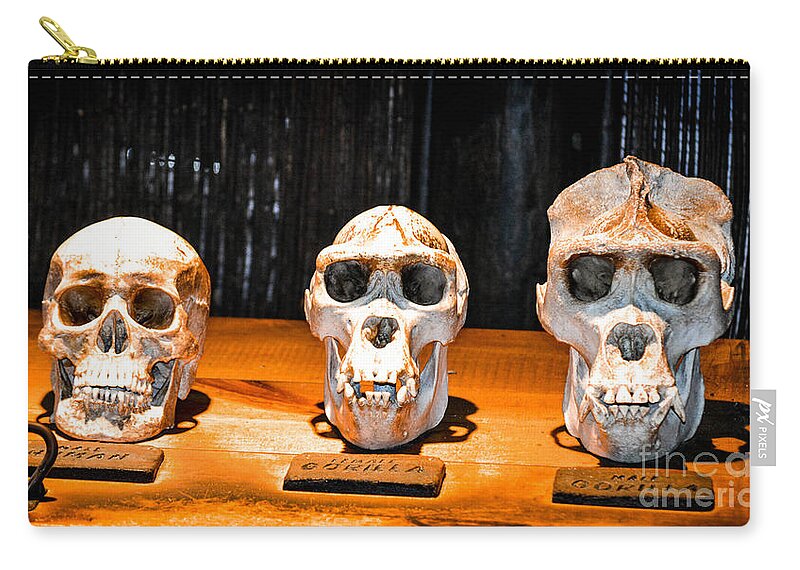 Gorilla Zip Pouch featuring the photograph Human Female Male Gorilla Skulls by Gary Keesler