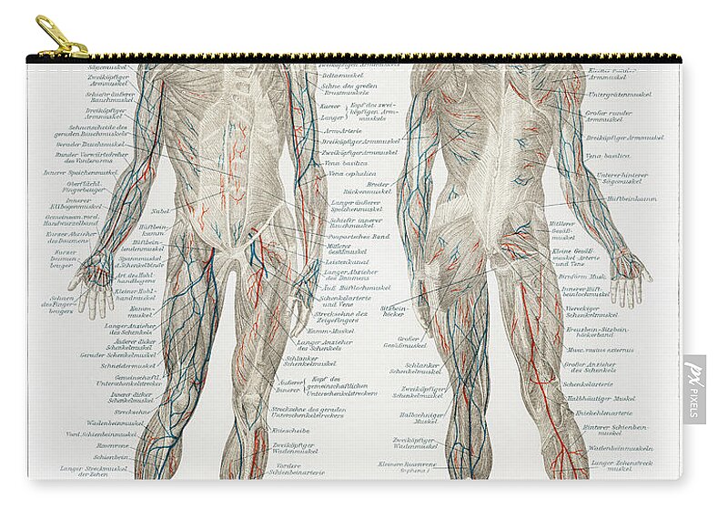 Anatomical Zip Pouch featuring the drawing Human musculature system by Vincent Monozlay