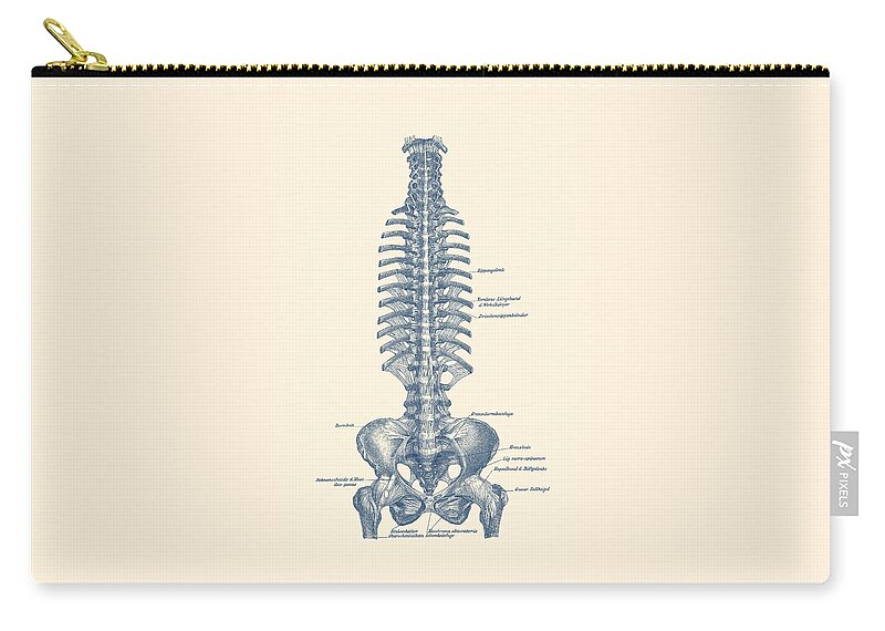 Spinal Cord Zip Pouch featuring the drawing Human Spine and Pelvis - Simple Diagram - Vintage Anatomy by Vintage Anatomy Prints