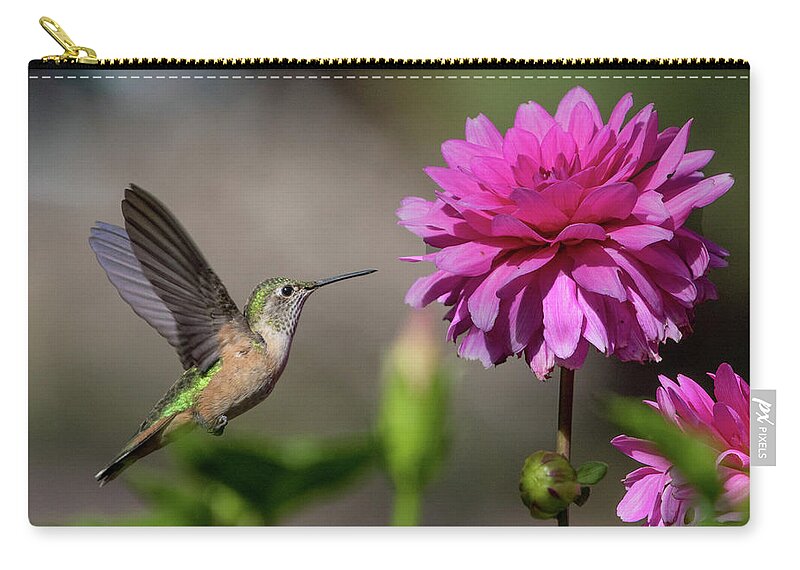 Action Zip Pouch featuring the photograph Hummingbird and Pink Zinnia by Dawn Key