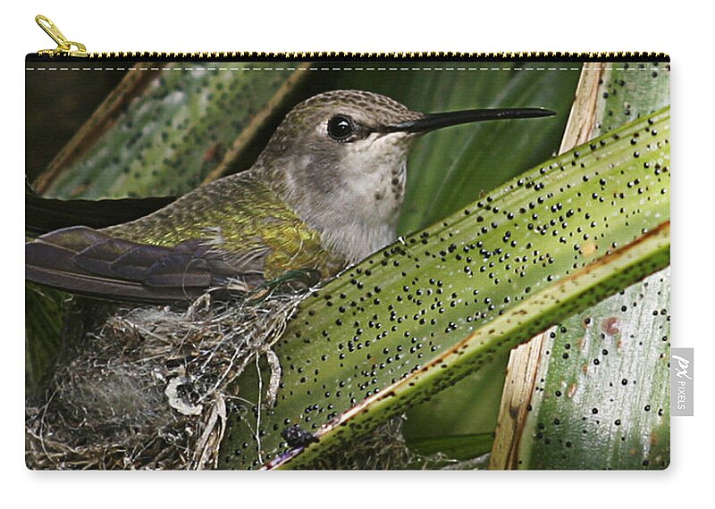 Hummingbird Zip Pouch featuring the photograph Nesting Anna's Hummingbird by Anthony Jones