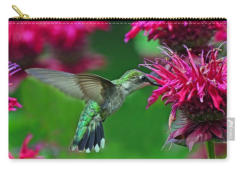 Hummingbird Zip Pouch featuring the photograph Hummingbird Gathering Nectar by Rodney Campbell