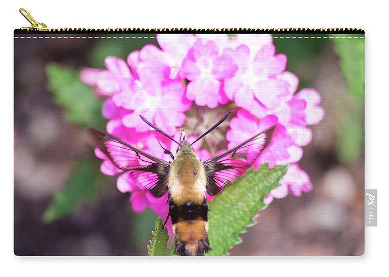 Hummingbird Humming Bird Moth Butterfly Butterflies Nature Outside Outdoors Insect Nature Natural Wild Life Wildlife Macro Closeup Close-up Ma Mass Massachusetts Wings Flower Botany Botanic Botanical Garden Gardening Brian Hale Brianhalephoto Newengland New England U.s.a. Usa Clear Zip Pouch featuring the photograph Hummingbird Moth Feeding 3 by Brian Hale