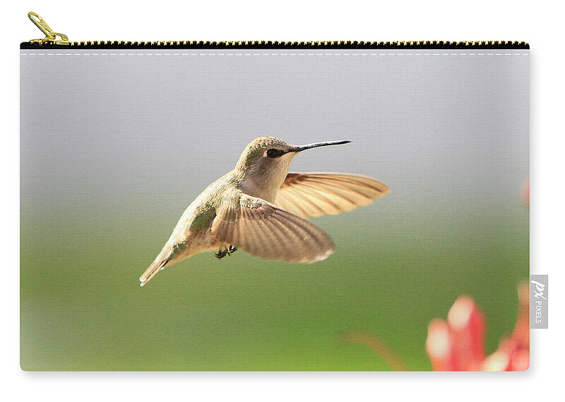 Costa's Hummingbird Zip Pouch featuring the photograph Hummingbird Profile by Shoal Hollingsworth