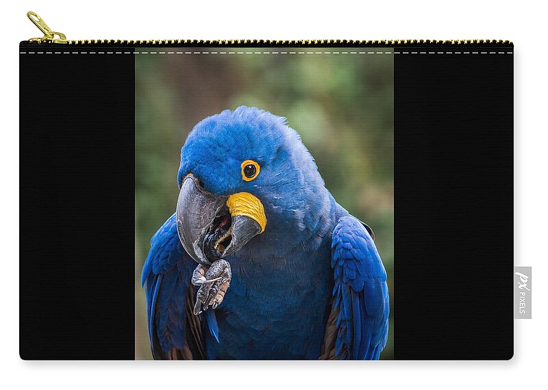 Macaw Zip Pouch featuring the photograph Hyacinth Macaw by Patti Deters