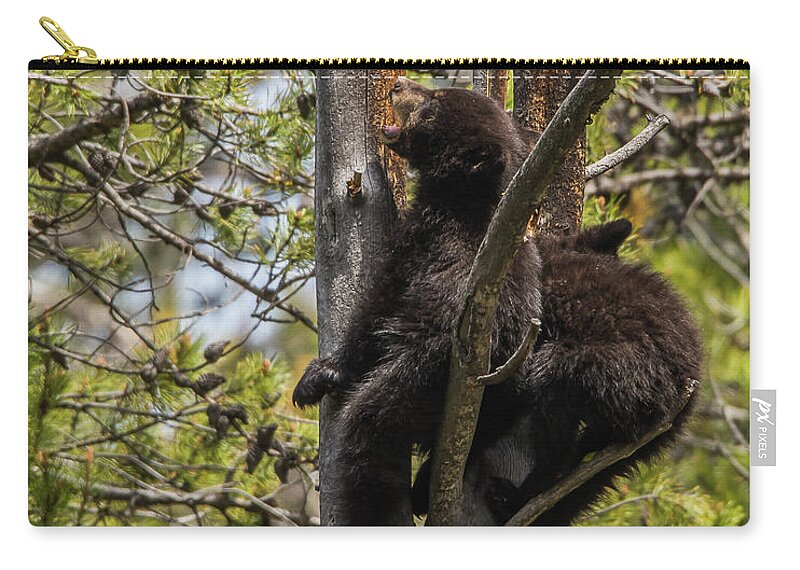 Black Bears Zip Pouch featuring the photograph I Want My Mom by Yeates Photography