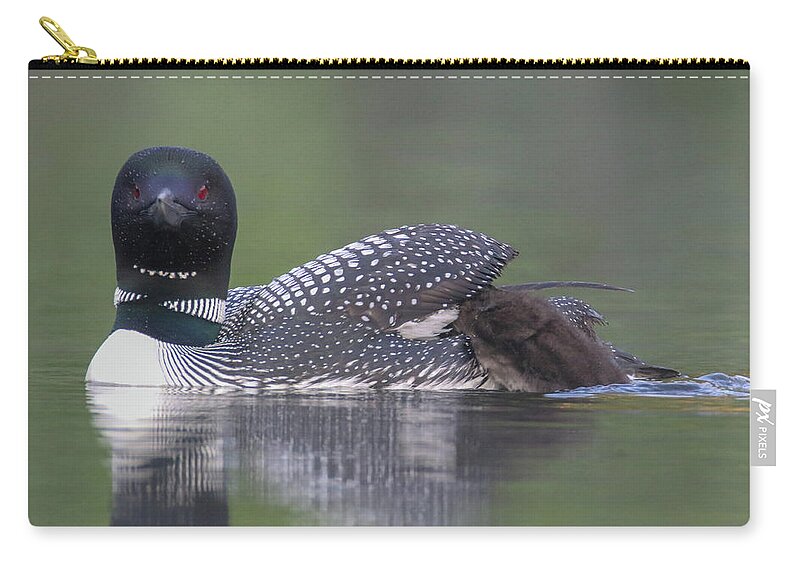 Loon Zip Pouch featuring the photograph I want up by Brook Burling