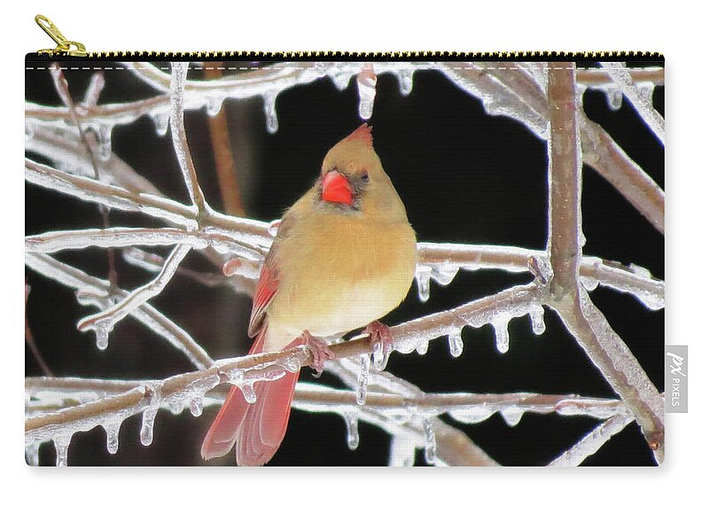 Cardinal Zip Pouch featuring the photograph Ice Princess by MTBobbins Photography