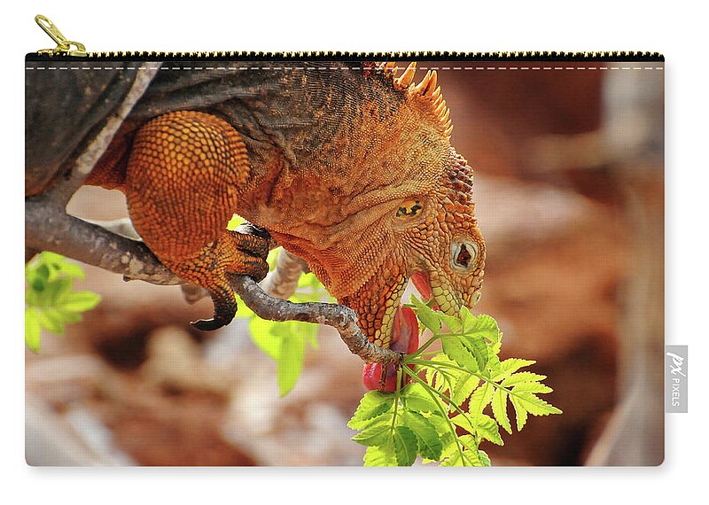 Iguana Carry-all Pouch featuring the photograph Iguana Lunch by Ted Keller