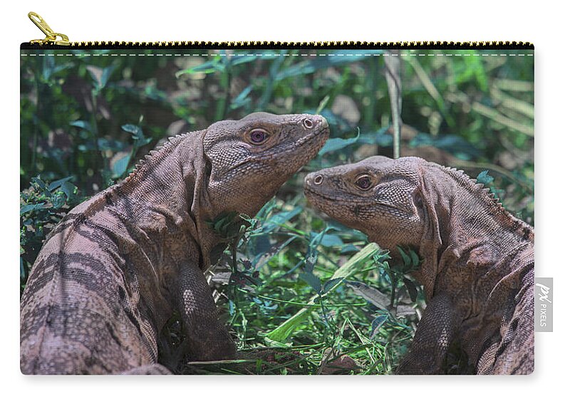 Iguana Zip Pouch featuring the photograph Iguanas by Betsy Knapp