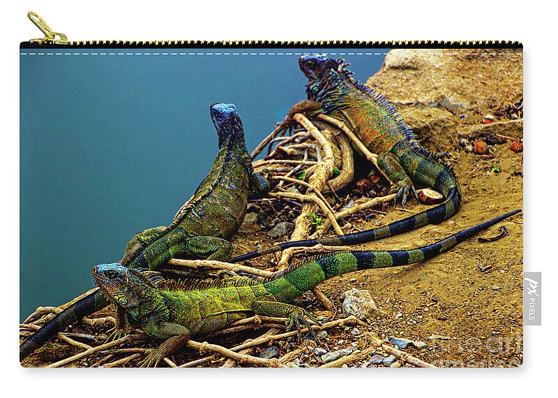 Land Zip Pouch featuring the photograph Iguanas In Montanita, Ecuador by Al Bourassa