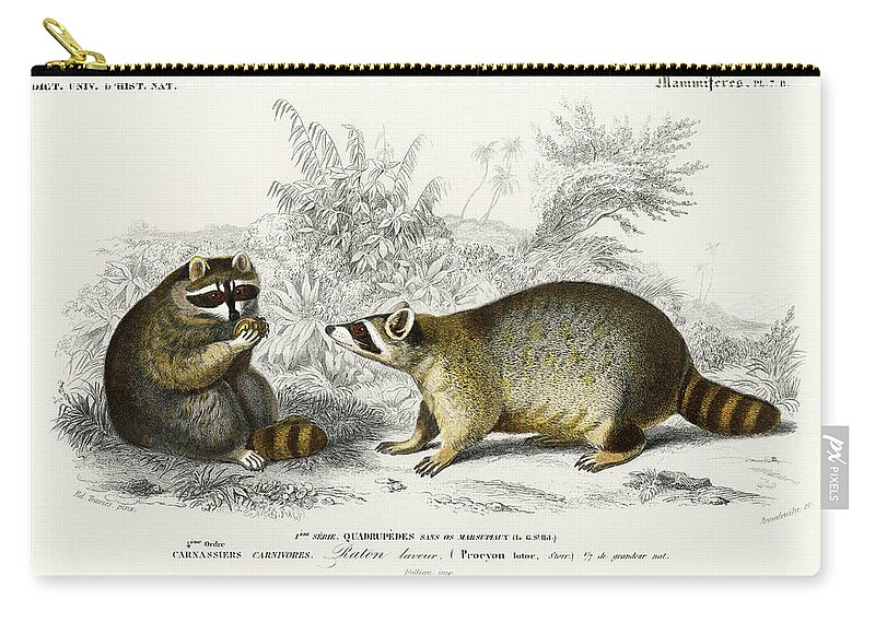 Wildlife Zip Pouch featuring the painting Illustrated Raccoon - Procyon lotor by Vincent Monozlay