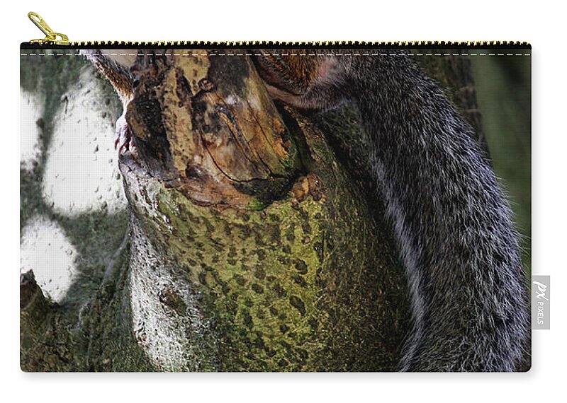 Grey Squirrel Zip Pouch featuring the photograph I'm Invisible by Jennifer Robin