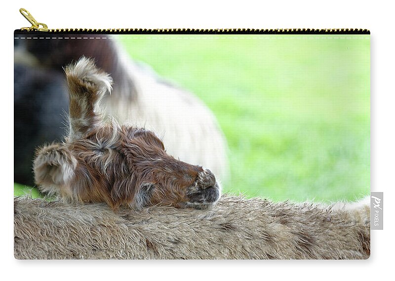Lama Zip Pouch featuring the photograph I'm tired by Peter Ponzio