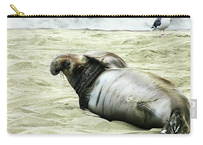 Elephant Seal Zip Pouch featuring the photograph Im Too Sexy by Anthony Jones
