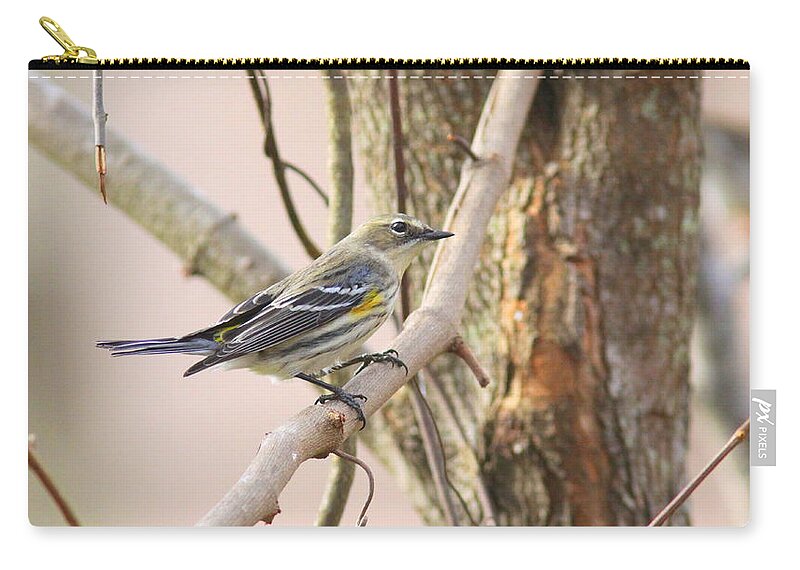 Yellow-rumped Warbler Zip Pouch featuring the photograph IMG_0008-003 - Yellow-rumped Warbler by Travis Truelove