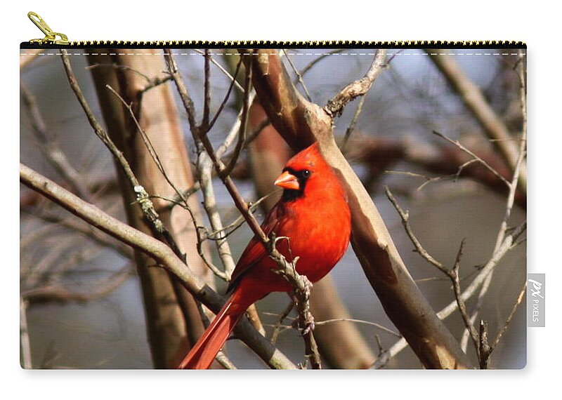 Northern Cardinal Zip Pouch featuring the photograph IMG_1954-015 - Northern Cardinal by Travis Truelove