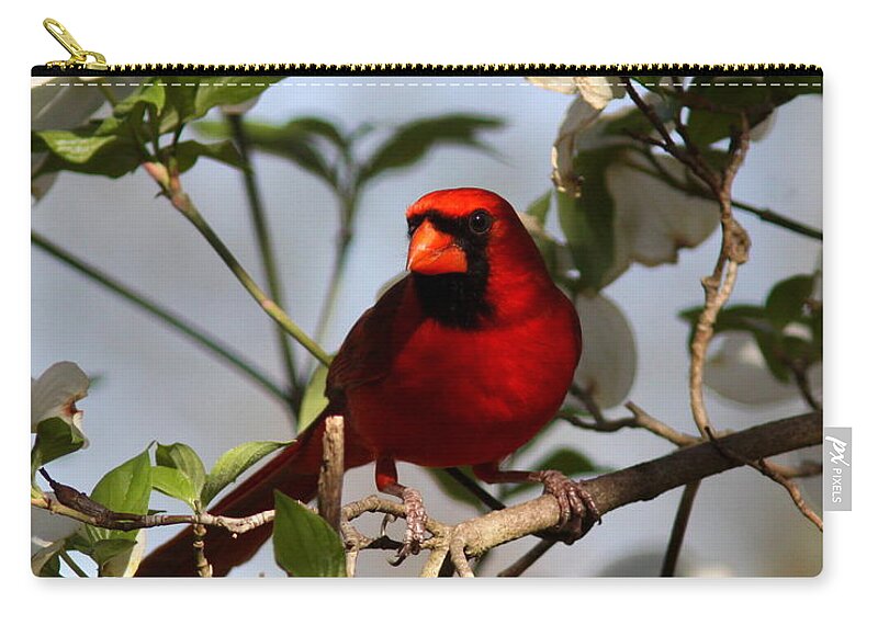 Northern Cardinal Zip Pouch featuring the photograph IMG_2088-003 - Northern Cardinal by Travis Truelove