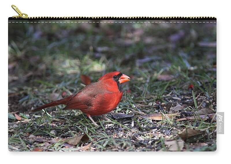 Northern Cardinal Zip Pouch featuring the photograph IMG_4215-003 - Northern Cardinal by Travis Truelove
