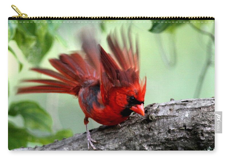 Northern Cardinal Zip Pouch featuring the photograph IMG_5716-002 - Northern Cardinal by Travis Truelove