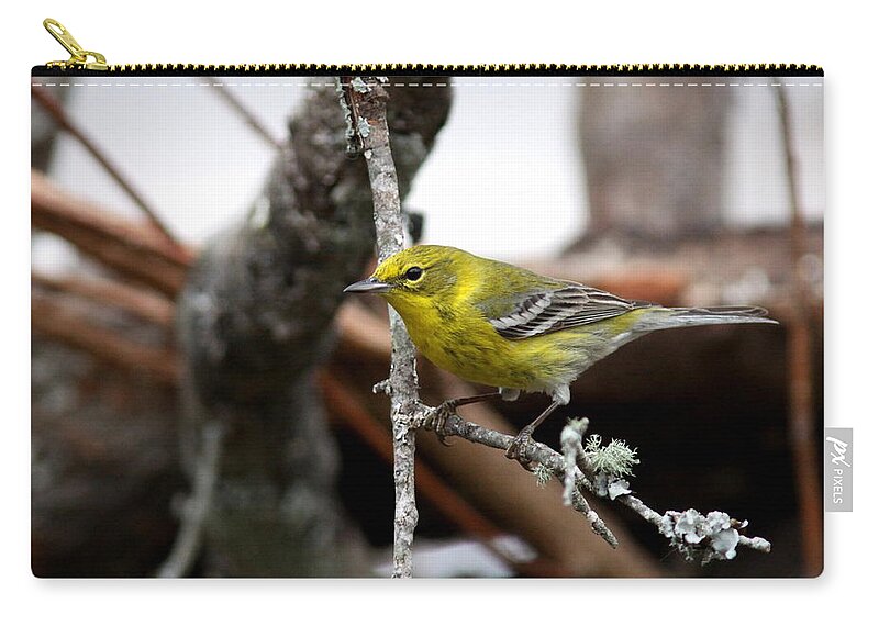 Pinewarbler Zip Pouch featuring the photograph IMG_6135 -PineWarbler by Travis Truelove