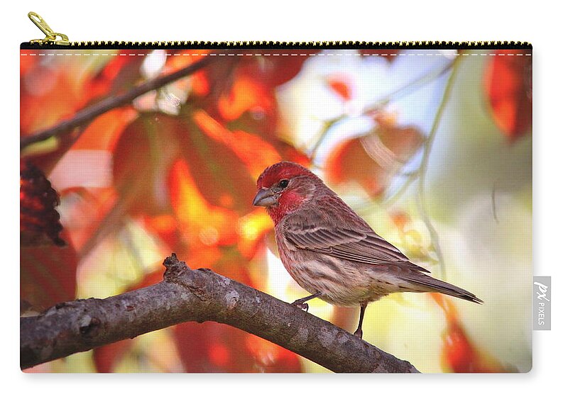 House Finch Zip Pouch featuring the photograph IMG_9746 - House Finch by Travis Truelove